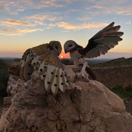 仓鸮（Tyto alba）-三匠社